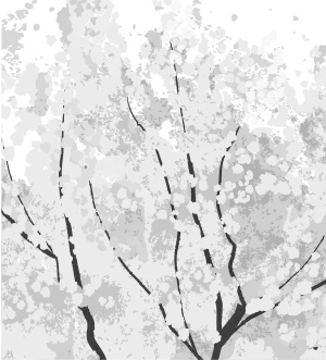 Box Image